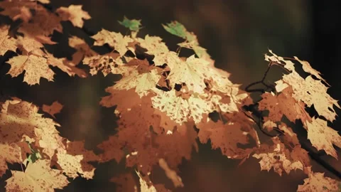 A close-up shot of the bright orange maple leaves on the blurry background. Stock-Footage 166483366