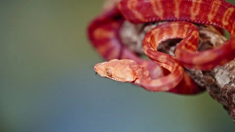 Close-up shot of a bright red snake slithering along a tree branch in nature Stock Footage 308523822
