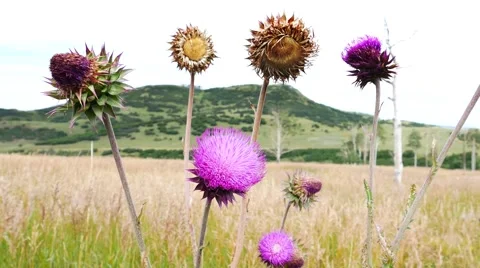 A close up shot of a brightly colored thistle flower swaying in the wind. Stock Footage 54259270
