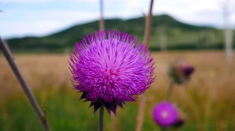 A close up shot of a brightly colored thistle flower swaying in the wind. Stock Footage 54260228