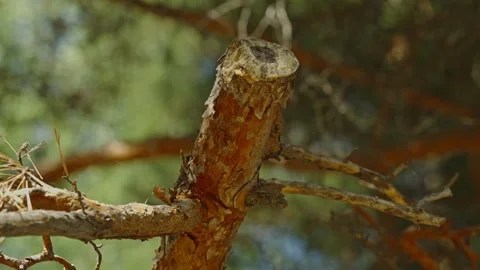 Close-up shot of a broken pine tree branch with textured bark Stock Footage 337389075