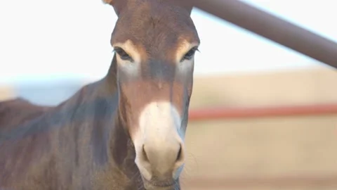 Close Up Shot Of A Brown Donkey Staring At Camera Vídeos de archivo 148541189