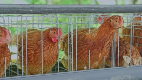 Close up shot of brown egg laying hens resting inside wire battery cages on farm 스톡 동영상 347776838