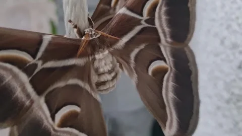 Close up shot of brown giant moth body Stock Footage 256944852