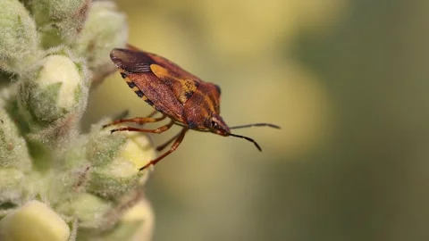 Close up shot of Brown marmorated stink bug (Halyomorpha halys) on flower Stock Footage 247057347