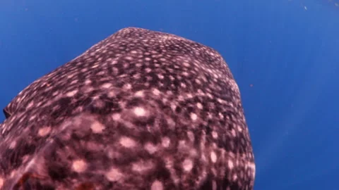 Close-Up Shot Of Brown Patterned Skin Of... | Stock Video | Pond5