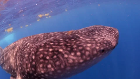 Close-Up Shot Of Brown Patterned Whale Shark Drinking Water In Sea - Isla Stock Footage 166275296