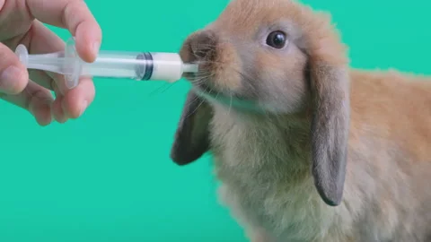 Close up shot brown rabbit drink milk from syringe hold by human hand Stock Footage 139484103