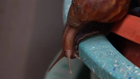 Close up shot of a brown snail with a large, spiral-patterned shell slowly 動画素材 306300927