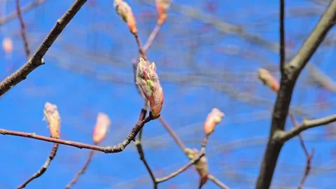 A close-up shot of a budding tree branch with fresh buds preparing to Stock Footage 282774529