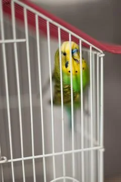 A close-up shot of a budgerigar in a white wire cage. The parrot is bright ye Stock Photos