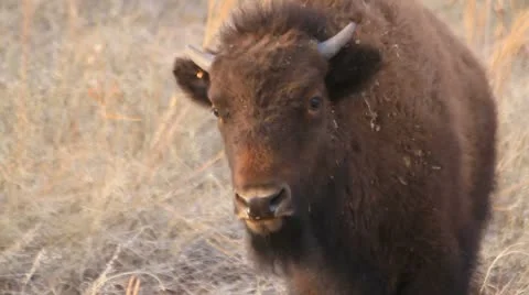 Close Shot of Buffalo Calf staring into camera Stock Footage 10767477