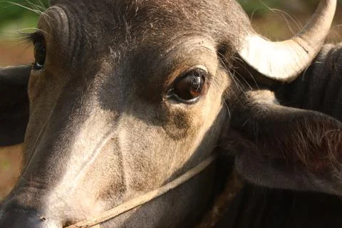 A close up shot of a buffalo Stock Photos