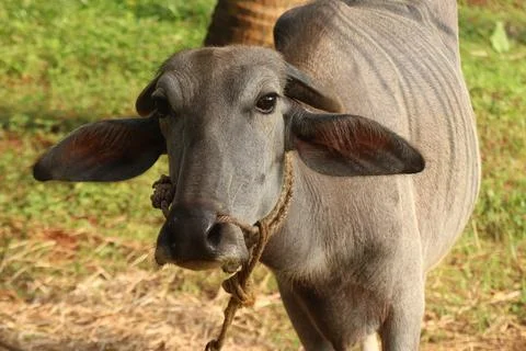 A close up shot of a buffalo Stock Photos
