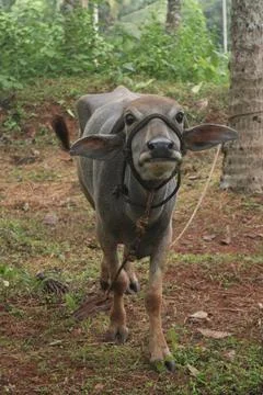 A close up shot of a buffalo Stock Photos