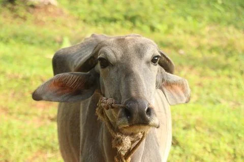 A close up shot of a buffalo Stock Photos