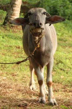 A close up shot of a buffalo Stock Photos