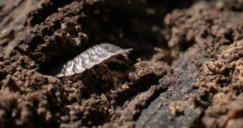 A close-up shot of a bug crawling Stock Footage 306021782