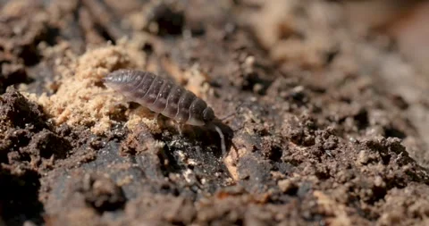 A close-up shot of a bug crawling Stock Footage 306023398