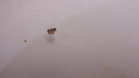 Close-up shot of a bug floating on a clear, calm water surface. Stock Footage 292115900