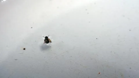 Close-up shot of a bug resting on a clear, calm water surface. Stock Photos