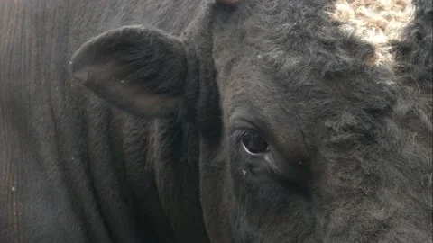 Close-up shot of bull Stock-Footage 233184208
