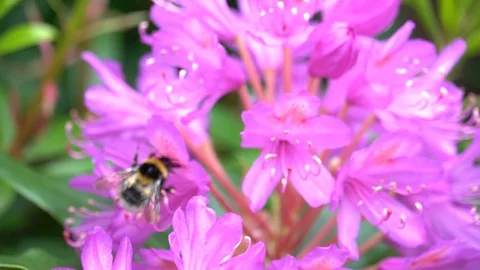 Close up shot of bumble bee on a pink Rhododendron flower Stock Footage 128953163
