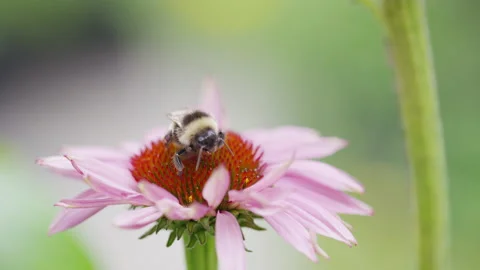 Close up shot of bumblebee gathering pollen from a flower Stock Footage 136436024