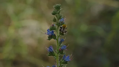 Close-up shot of a bumblebee gathering pollen from blue wildflowers Stock Footage 337389076