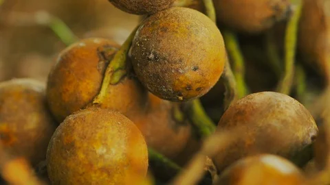 Close up shot of a bunch of coyol palm fruit, harvested to produce oil, or Stock Footage 101690063