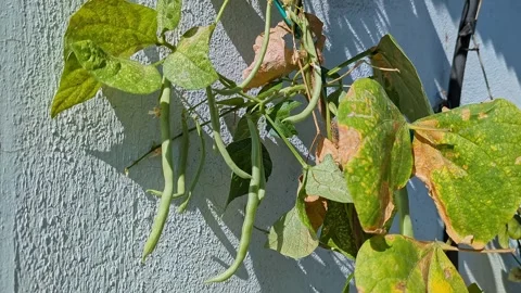 Close-up shot of a bunch of haricot beans hanging on the house garden wall Stock Footage 265864288