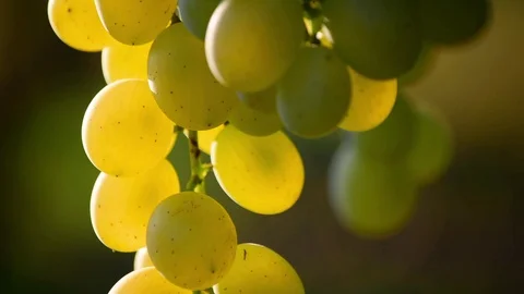 Close up shot of bunch of white grapes. Stock Footage 114646064