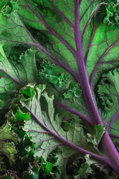 Close up shot of Bundle of fresh green Kale Salad Leaves and Stems in a Local Stock Photos