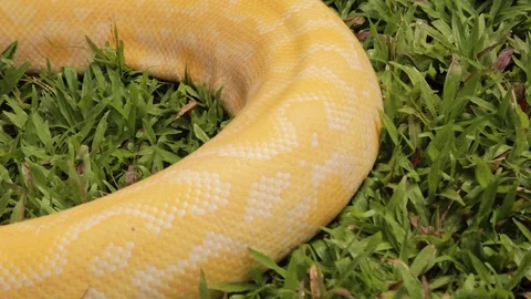 A close up shot of a Burmese python crawling in the garden Video stock 125025907