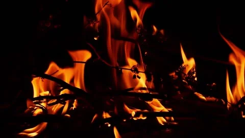 Close shot of burning bushes, View of flames with black background Video stock 148209541