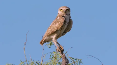 Close-up shot of burrowing owl looking around from atop a tree in Texas Stock-Footage 246944833