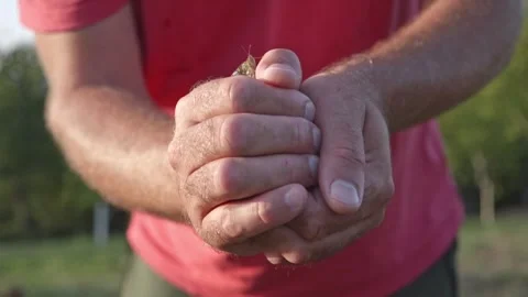 Close shot of butterflies flying out of male hands outdoors on a meadow at .. Stock Footage 317073473