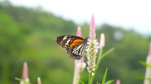 Close up shot. Butterfly on grrss flower in nature. 4k.UHD Video Clip. Stock Footage 112645794