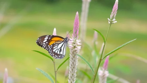Close up shot. Butterfly on grrss flower in nature. 4k.UHD Video Clip. Stock Footage 112646069