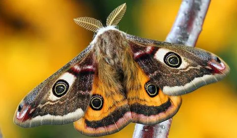 Close-Up Shot of a Butterfly Stock Photos