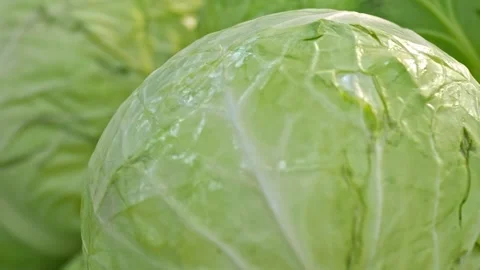 Close up shot of cabbage is on the counter Stock Footage 138287490