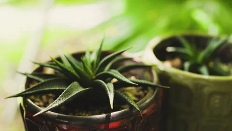 Close-up shot of cacti in the backyard in a green area. Stock Footage 252427543
