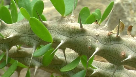 Close-up shot of a cactus with a green leaf and large thorns Stock Footage 304173896