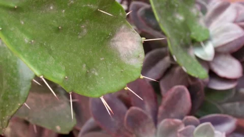 Close up shot of cactus leaf with thorns Stock Footage 201761023
