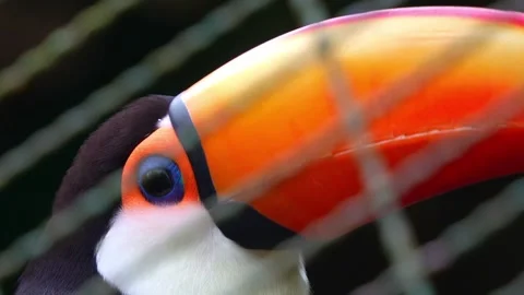Close up shot of a caged toco toucan (Ramphastos toco) with a huge orange bill Stock Footage 331409360
