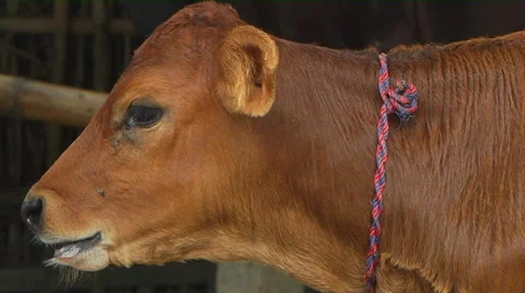 Close Shot Of A Calf Stock Footage 58119714