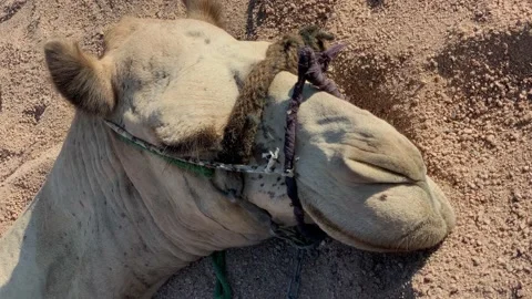 Close-up shot of Camel on sand with bugs flies around. Stock Footage 144216432