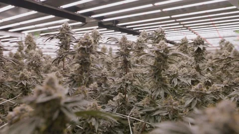 Close-up shot of Cannabis buds under modern lightning ceiling, California Video stock 247105973