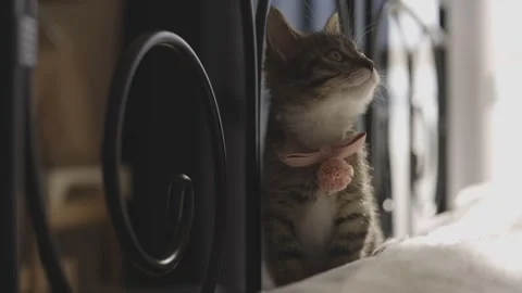 A close-up shot captures an adorable kitten wearing a cute pink bow tie Video stock 304588260