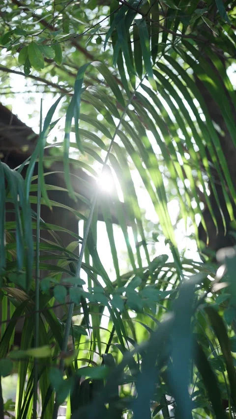 The close-up shot captures the blend of sunlight filtering through lush green  Stock Footage 331232419